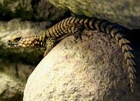 Cordylus cataphractus - Armadillo Girdled Lizard