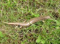 Chalcides ocellatus