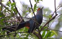 Chestnut-bellied Malkoha - Phaenicophaeus sumatranus