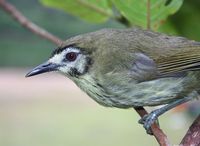 Negros Striped Babbler - Stachyris nigrorum