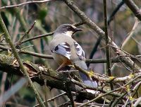 Variegated Laughingthrush - Garrulax variegatus