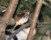 Sulphur-bellied Whistler - Pachycephala sulfuriventer