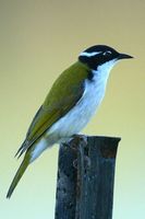 White throated Honeyeater