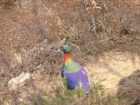 Himalayan Monal - Lophophorus impejanus