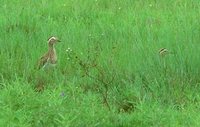 Double-striped Thick-knee - Burhinus bistriatus