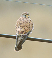 Lesser Kestrel (Falco naumanni) photo