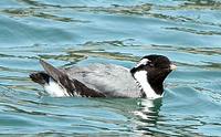 Ancient Murrelet - Synthliboramphus antiquus