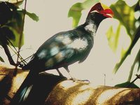 Violet Turaco - Musophaga violacea