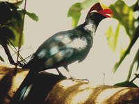 Violet Turaco - Musophaga violacea