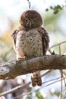 Cuban Pygmy-Owl - Glaucidium siju