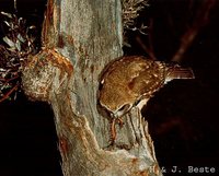 Southern Boobook - Ninox boobook