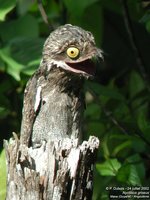 Common Potoo - Nyctibius griseus