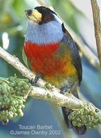 Toucan Barbet - Semnornis ramphastinus