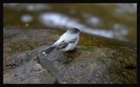 Torrent Tyrannulet - Serpophaga cinerea