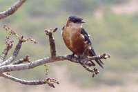 Mosque Swallow - Cecropis senegalensis