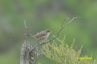 Sardinian Warbler - Sylvia melanocephala