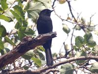 Southern Black-Flycatcher - Melaenornis pammelaina