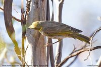 Yellow-plumed Honeyeater - Lichenostomus ornatus