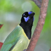 Green Jay - Cyanocorax yncas