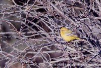 Yellow Canary - Serinus flaviventris
