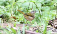 Neotropical River Warbler - Basileuterus rivularis