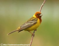 Red-headed Bunting - Emberiza bruniceps