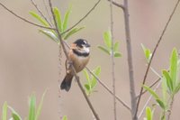 Rusty-collared Seedeater - Sporophila collaris