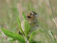 Bobolink - Dolichonyx oryzivorus