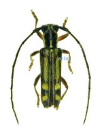 노랑줄점하늘소 - Epiglenea comes