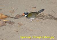 Orange-billed Sparrow (Arremon aurantiirostris)