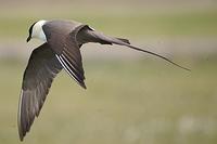 Long-Tailed Jaeger Hunting