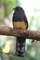 White Tailed Trogon