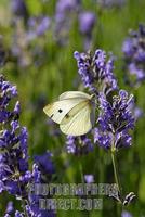 Large White on a lavender blossom , pieris brassicae stock photo