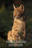 European lynx stock photo