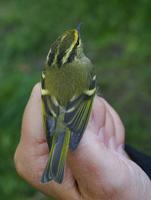 Pallas's Leaf Warbler (Phylloscopus proregulus)