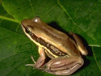 : Amnirana galamensis; Galam White-lipped Frog
