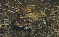 : Bufo bufo bufo; Common Toad