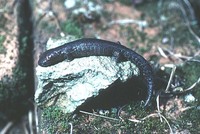 : Bolitoglossa heiroreias; Holy-mountain Salamander