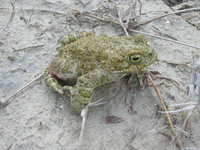 : Bufo variabilis; Variable Toad