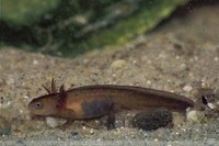 : Cynops cyanurus; Blue-tailed Fire-bellied Newt