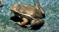 : Hyloxalus idiomelus