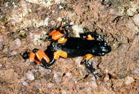 : Mantella cowanii; Harlequin Mantella