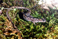: Mertensiella caucasica; Caucasian Salamander
