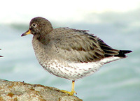 : Aphriza virgata; Surfbird