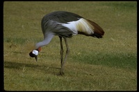 : Balearica regulorum; Gray Crowned-crane