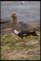 : Choephaga picta ssp. leucoptera; Upland Goose