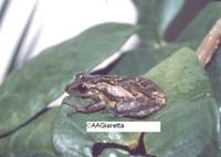 : Scinax crospedospilus