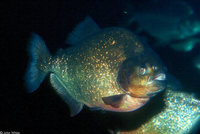 : Colossoma brachypomum; Black Pacu