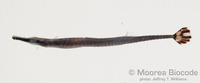 : Doryrhamphus excisus
