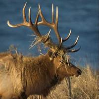 : Cervus elaphus nannodes; Tule Elk